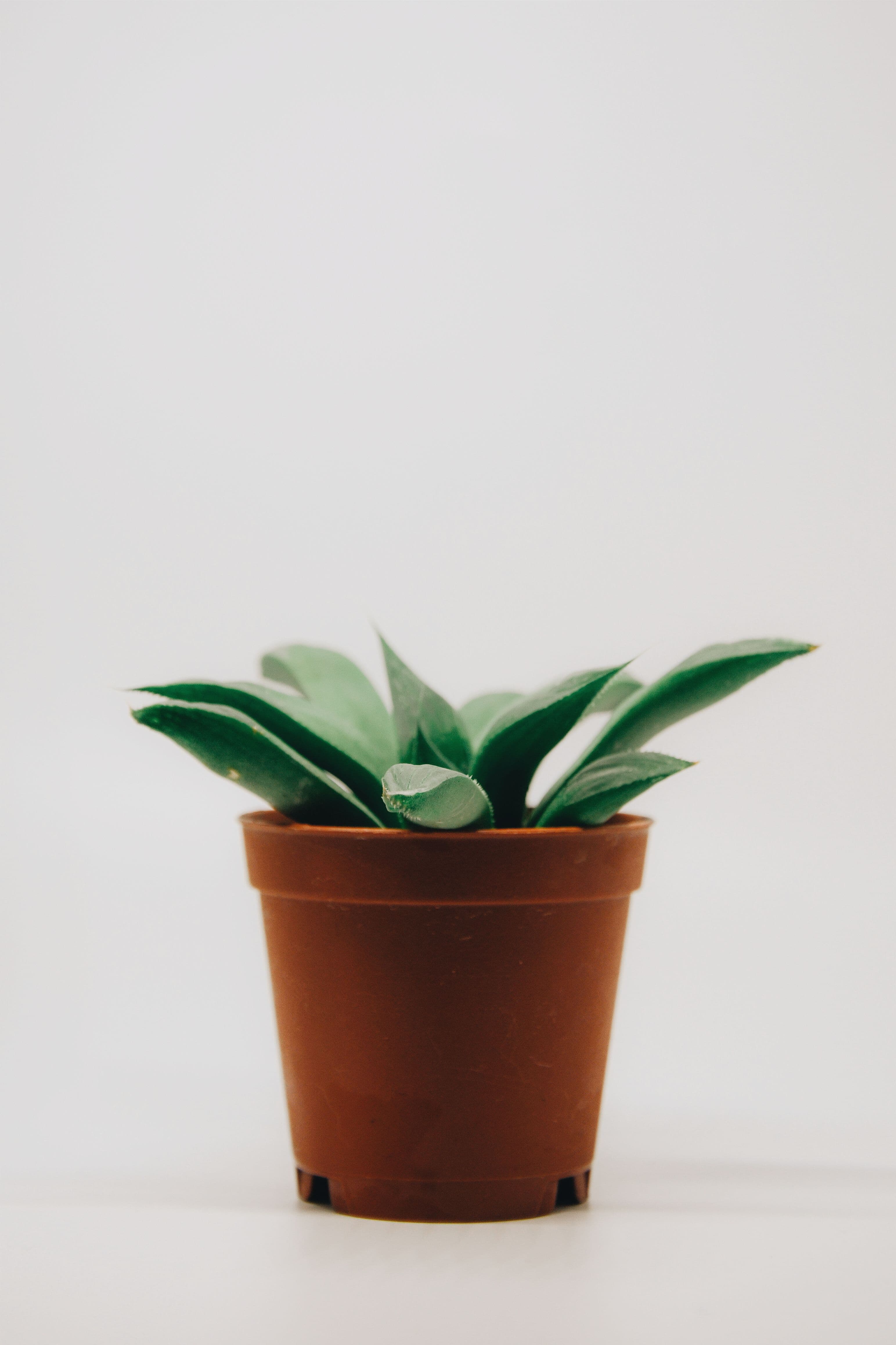 Minimal potted houseplant